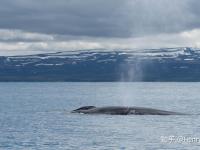 开云体育登录-冰岛国家队完美表现，战绩骄人